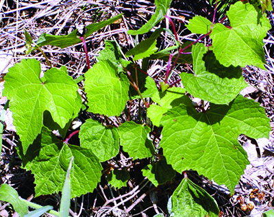 wild grape seedling