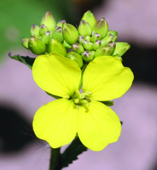 wild mustard flower