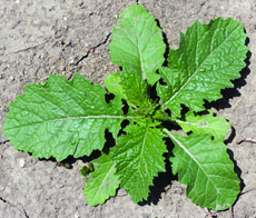 wild mustard rosette