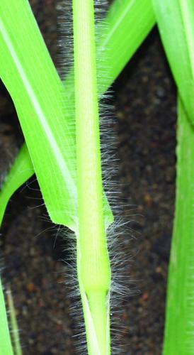 wild proso millet foliage