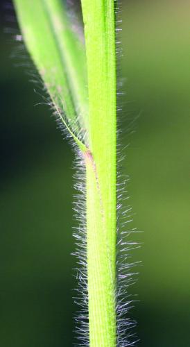 witchgrass foliage