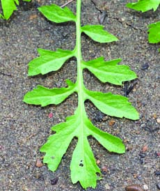 yellow fieldcress leaf