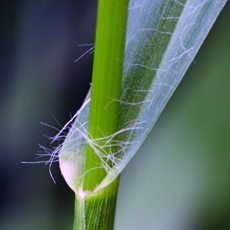 yellow foxtail collar region