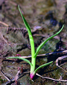 yellow foxtail plant