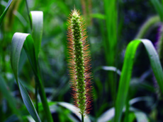 yellow foxtail seedhead