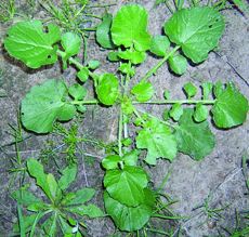 yellow rocket rosette