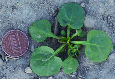 yellow rocket seedling