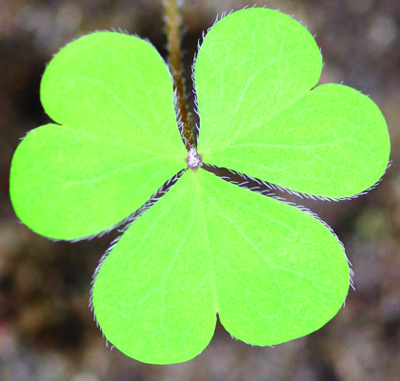 yellow woodsorrel leaf