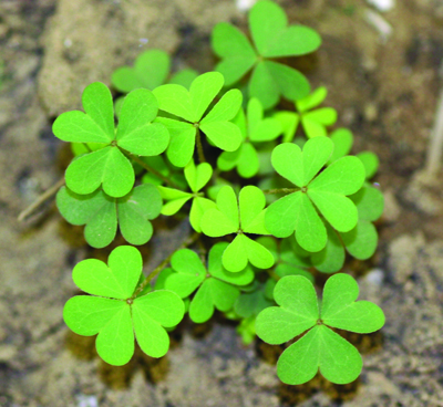 yellow woodsorrel plant