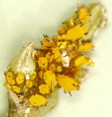 Aphids