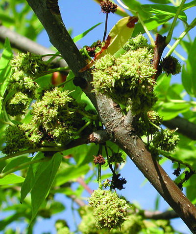 Ash flower gall mite