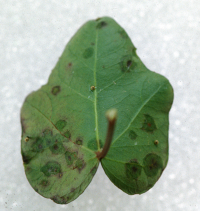 Bacterial leaf spot