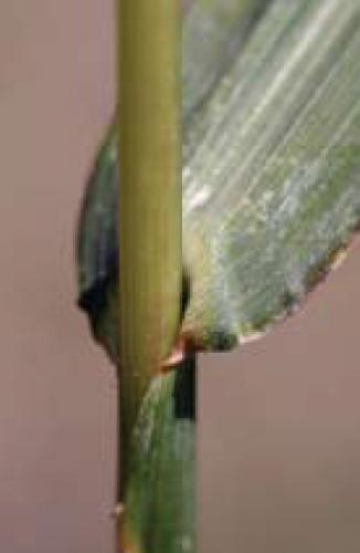 Barnyardgrass collar region