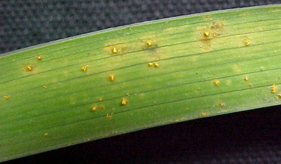 pustule on daylily foliage