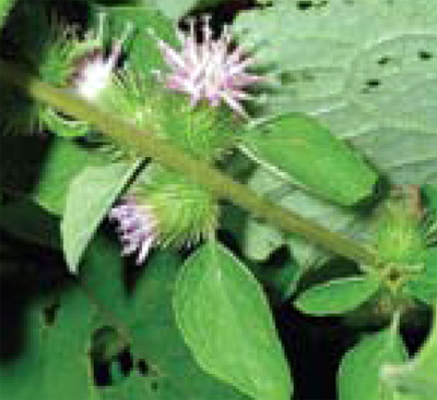 common burdock flowers and fruit