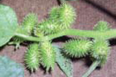 common cocklebur fruit