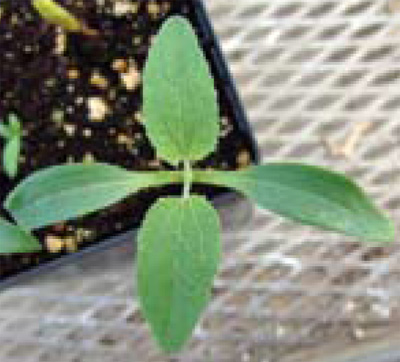 common cocklebur seedling