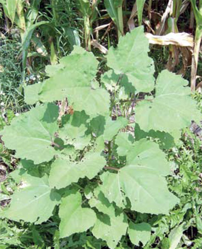 common cocklebur plant