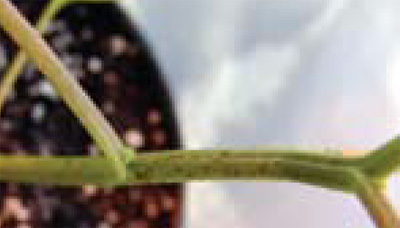common cocklebur stem