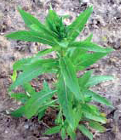 common eveningprimrose plant