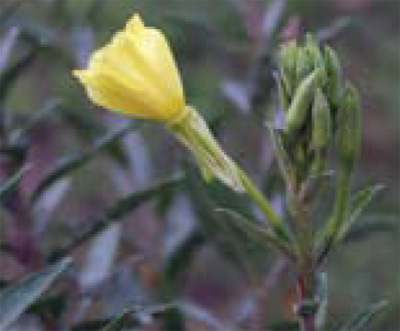 flowering stem