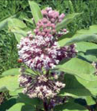 Common milkweed flower clusters