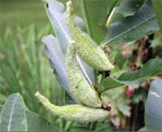 Common milkweed fruit