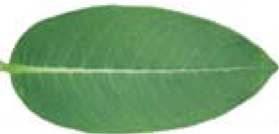 Common milkweed leaf