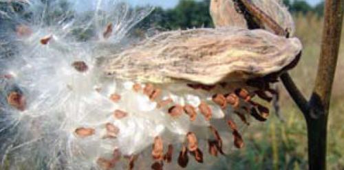 Mature fruit and seed of common milkweed