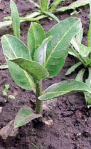 Young common milkweed plant