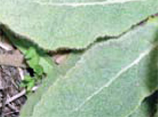 common mullein leaves