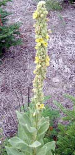 common mullein flowering stalk
