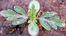 common ragweed seedling