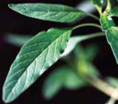 waterhemp laceolate leaf