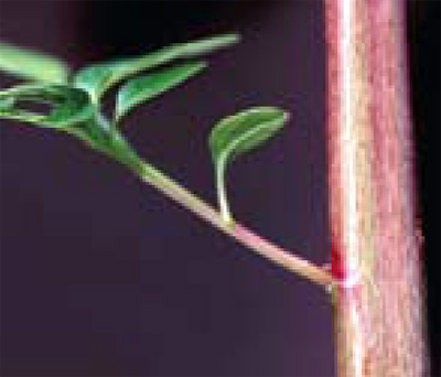 waterhemp smooth stem