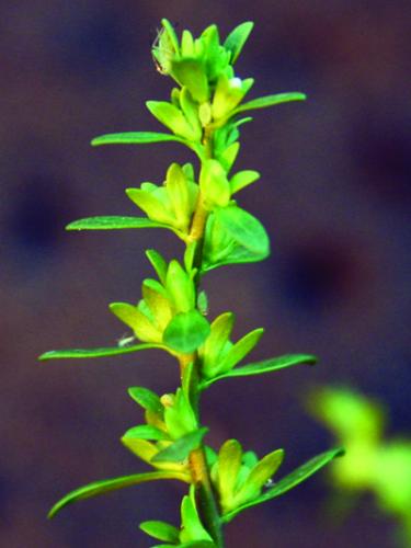 corn speedwell flowering stem