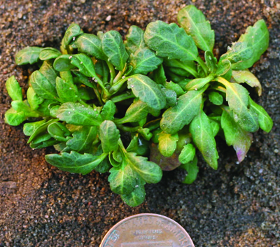 corn speedwell plants