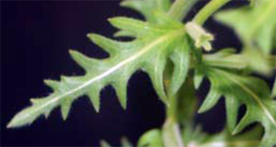 cutleaf eveningprimrose leaf