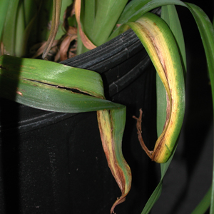 Daylily leaf streak