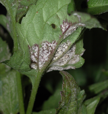 downy mildew