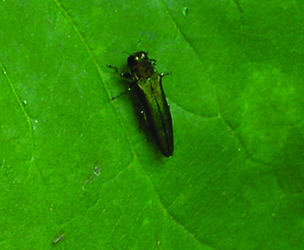 Eastern ash borer