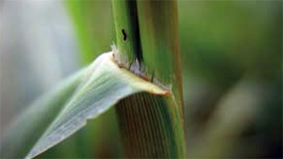 fall panicum collar region