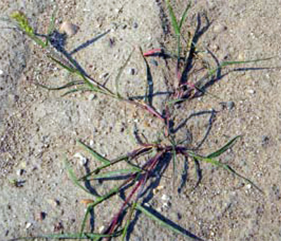 field sandbur mature plant