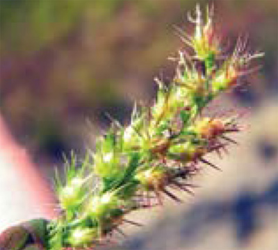 field sandbur seedhead