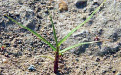 field sandbur seedling
