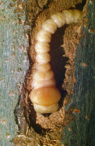 flat head appleborer larvae