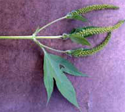 giant ragweed flowering branch