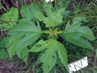 young giant ragweed plant