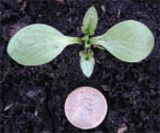 giant ragweed seedling