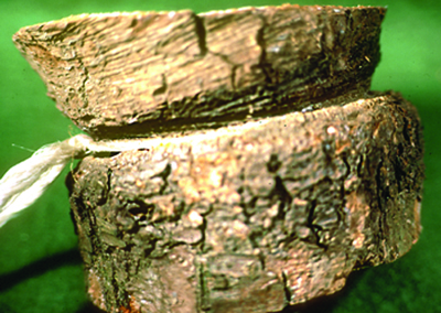 girdled pine